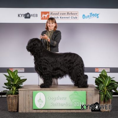 CAC, CACIB & BOB Rotterdam 