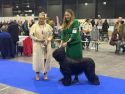 NL CH Ger CH Int CH Bel CH Lux CH  Vivienne d'l'arene Noire at Rozimba BEJCH, WWJ23, BWJ23, BW24, Rijnland grand diamond winnner, Agria Winner