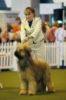 Jack at Crufts