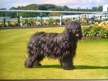 Champion Gilcoru Allure D'brie at Rozimba